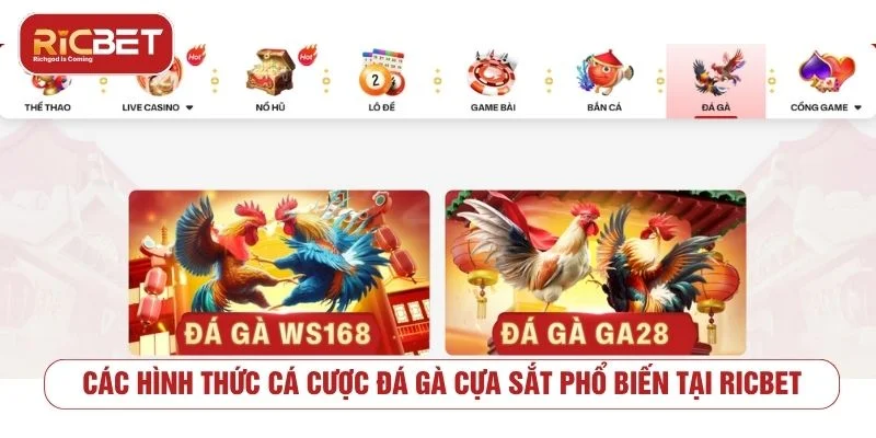 Đá Gà Cựa Sắt RICBET - Luật Chơi Và Cách Xem Kèo Các cửa cược thường gặp trong đá gà cựa sắt