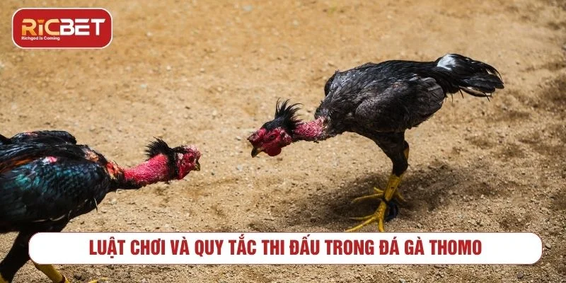 Luật chơi và cách phân định kết quả đá gà Thomo