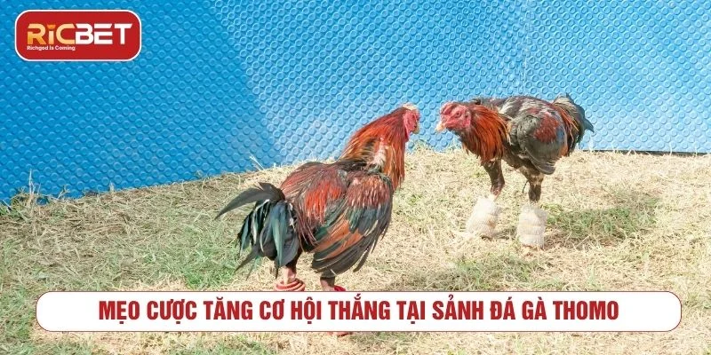 Người chơi nên chọn trận đá gà Thomo có thông tin rõ ràng