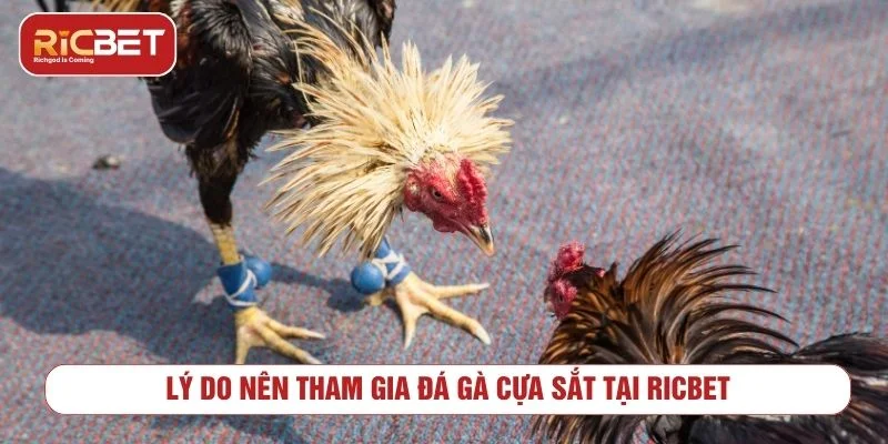 Đá Gà Cựa Sắt RICBET - Luật Chơi Và Cách Xem Kèo Tổng quan về hình thức đá gà cựa sắt trực tuyến