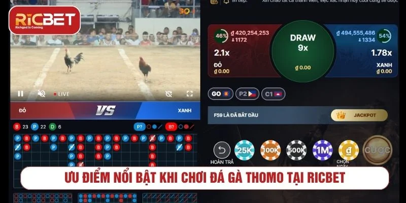 Theo dõi kết quả và quản lý vốn khi chơi đá gà Thomo